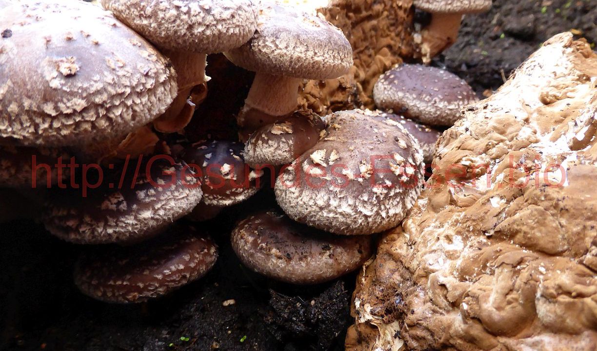 Fungi - Die Pilzzucht