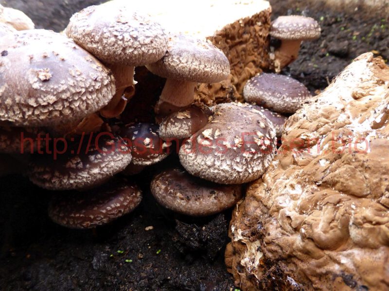 Fungi - Die Pilzzucht