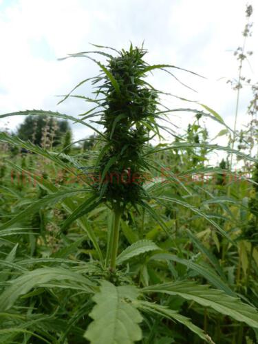 "Das Hand-Projekt - MHanf_Dolde