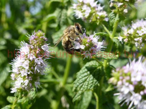 Kleine_Helfer_18072018